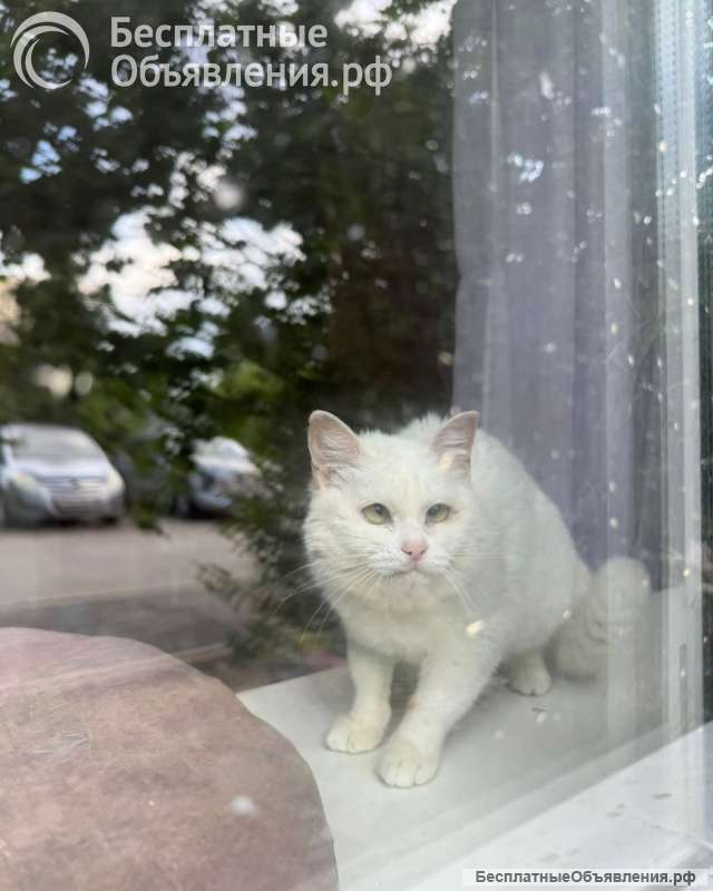 Милка засиделась на передержках