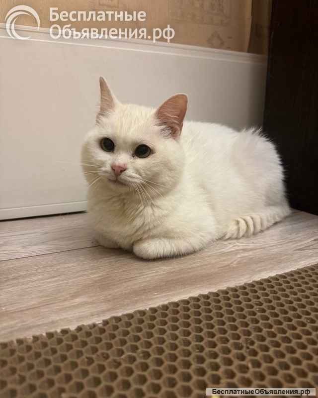 Милка засиделась на передержках