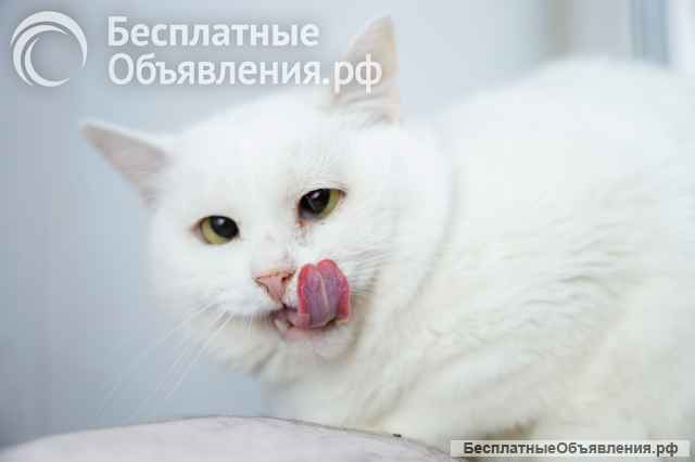 Милка засиделась на передержках