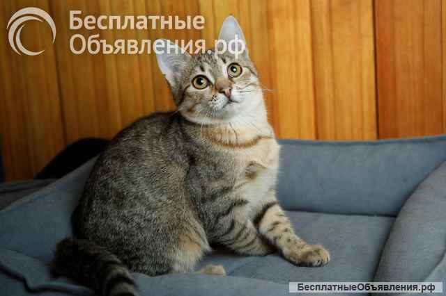 Малышка ищет дом