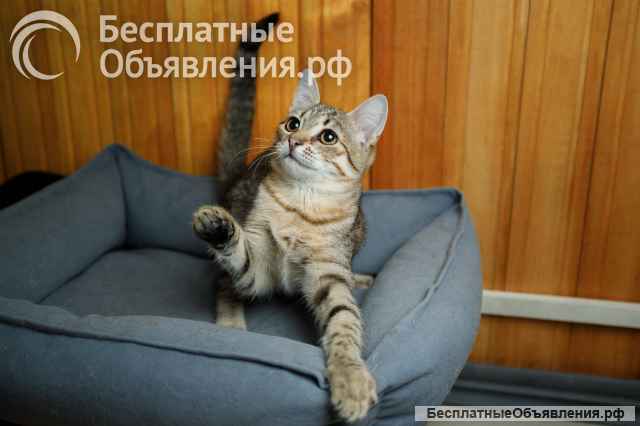 Малышка ищет дом