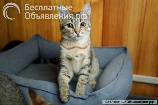 Малышка ищет дом