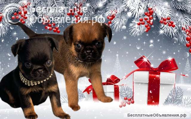 Малый брабанский гриффон, пти брабансон