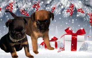 Малый брабанский гриффон, пти брабансон