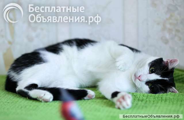 Котик Гоша ищет дом