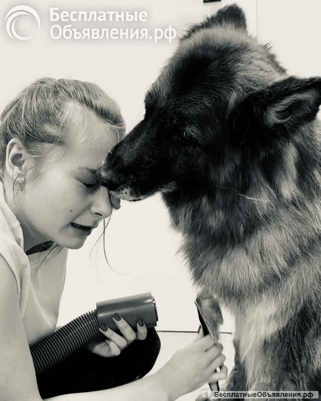 Груминг собак