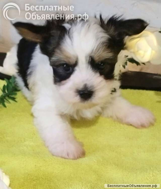 Щенок Йоркширского терьера