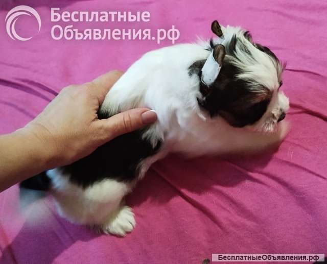 Щенок Йоркширского терьера