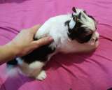 Щенок Йоркширского терьера