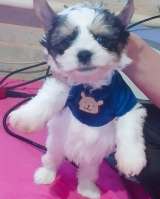 Щенок Йоркширского терьера