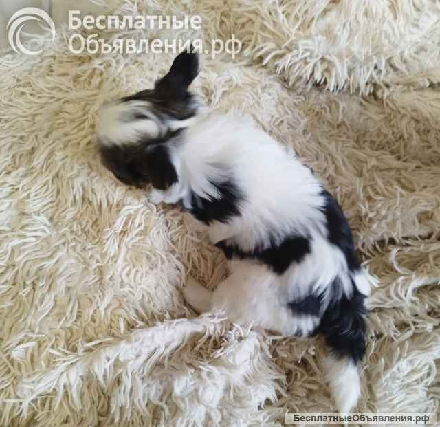 Щенок Йоркширского терьера