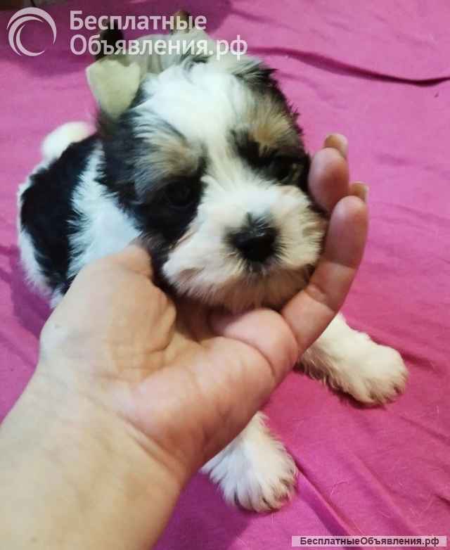 Щенок Йоркширского терьера