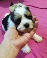 Щенок Йоркширского терьера