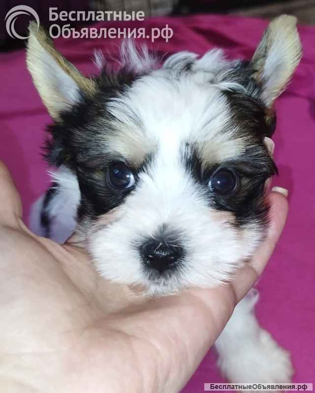 Щенок Йоркширского терьера