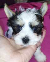 Щенок Йоркширского терьера