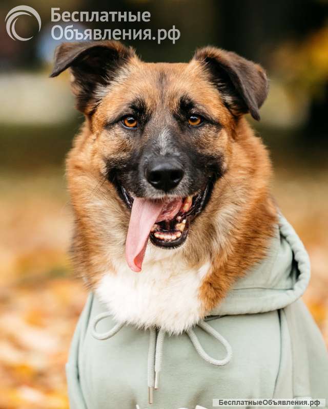 Марти в поиске дома