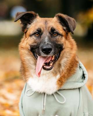 Марти в поиске дома