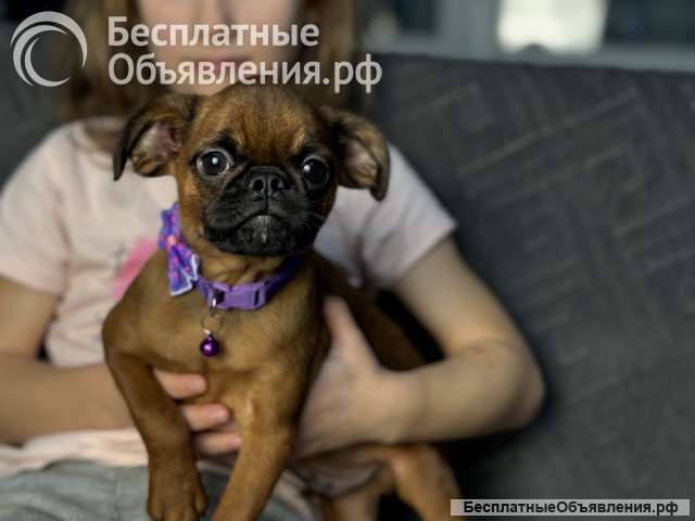 Малыш пти брабансон ждет маму