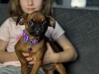 Малыш пти брабансон ждет маму