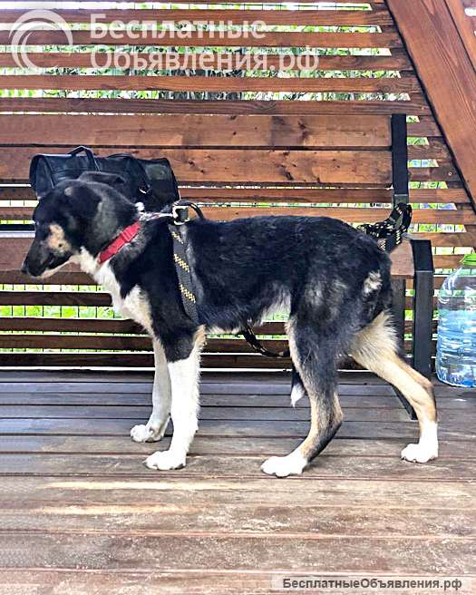 Скромная, трогательная молодая собачка Люси в добрые руки