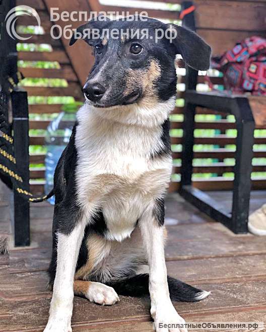 Скромная, трогательная молодая собачка Люси в добрые руки