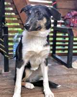 Скромная, трогательная молодая собачка Люси в добрые руки