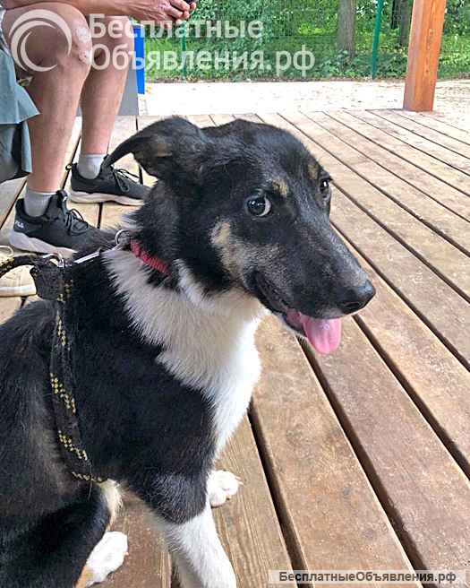 Скромная, трогательная молодая собачка Люси в добрые руки