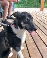 Скромная, трогательная молодая собачка Люси в добрые руки