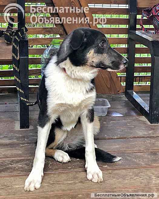 Скромная, трогательная молодая собачка Люси в добрые руки