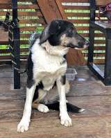 Скромная, трогательная молодая собачка Люси в добрые руки