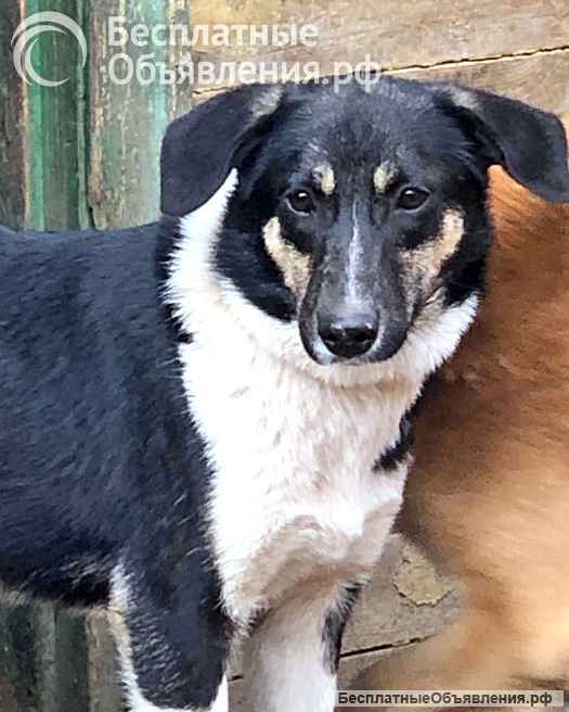 Скромная, трогательная молодая собачка Люси в добрые руки