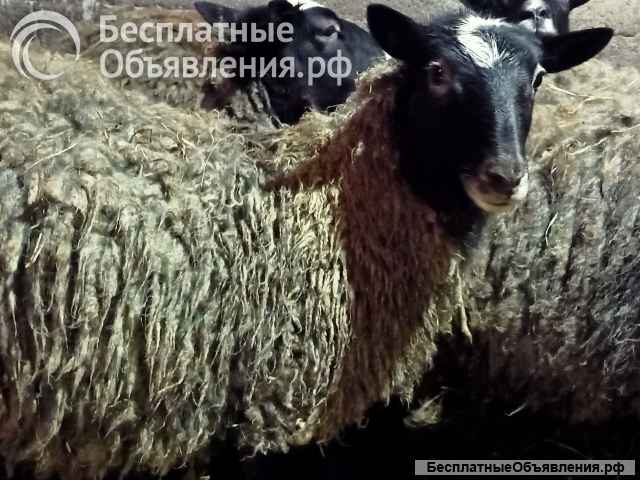 Романовские овцы