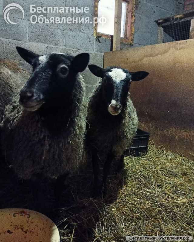 Романовские овцы