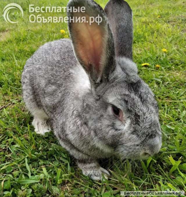 Кролики породы "Серый великан"