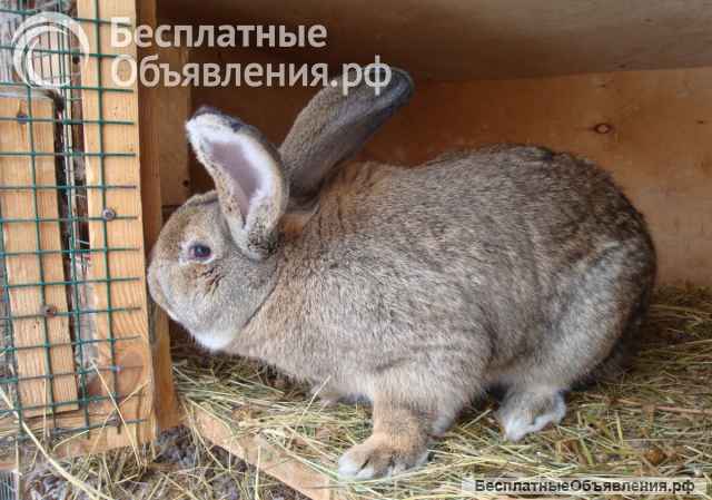 Кролики породы "Серый великан"