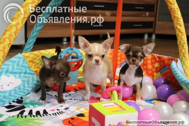 Чихуахуа щенки Москва