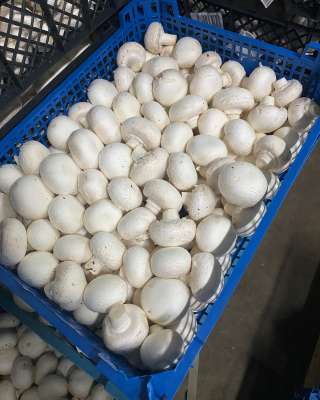 Шампиньоны свежие