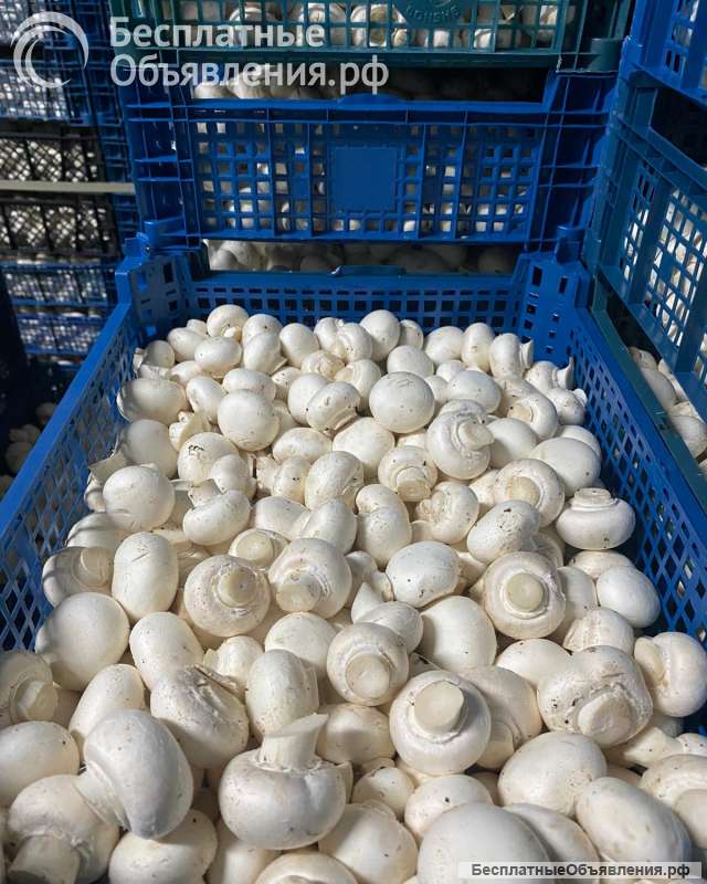 Шампиньоны свежие