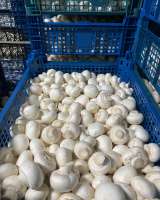 Шампиньоны свежие