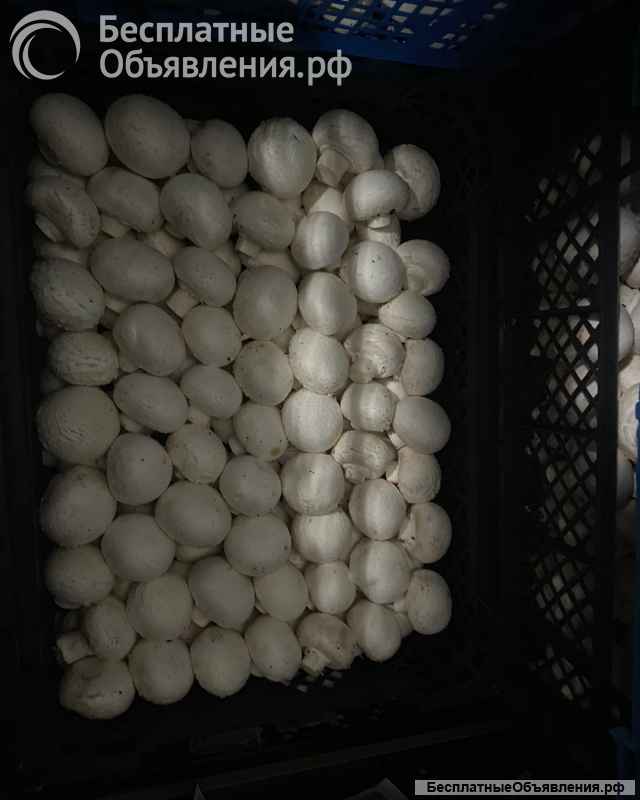 Шампиньоны свежие