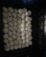 Шампиньоны свежие