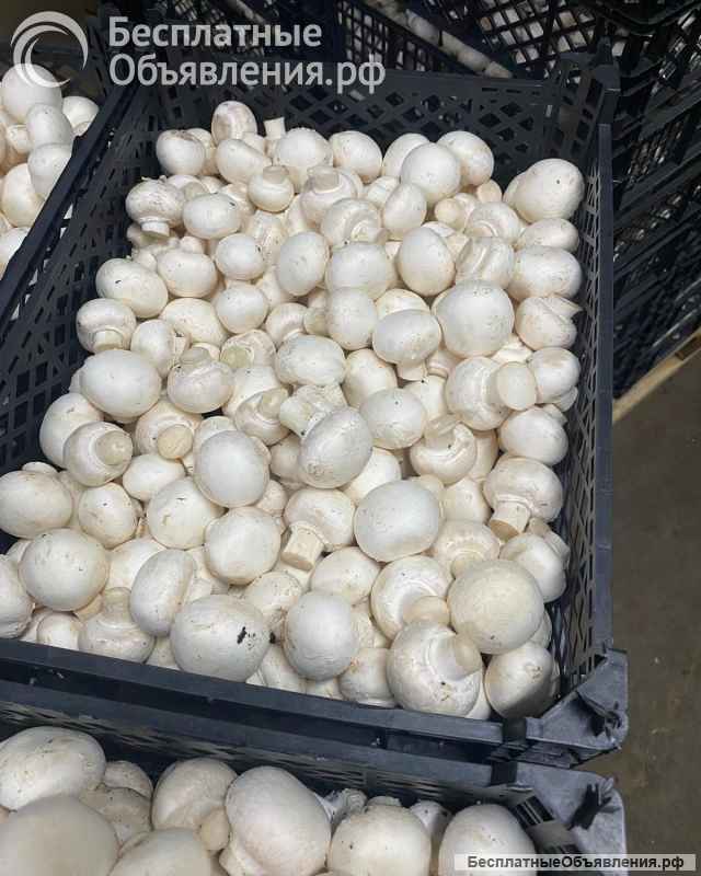 Шампиньоны свежие