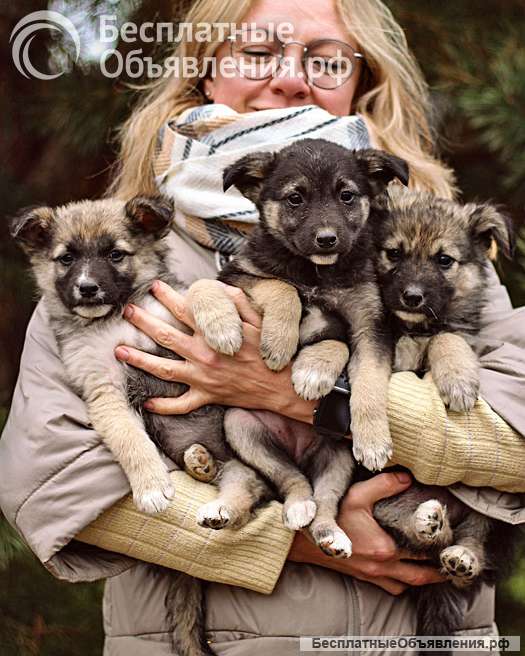 Бесподобные пушистики, ласковые крошки-щенки в добрые руки