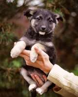 Бесподобные пушистики, ласковые крошки-щенки в добрые руки