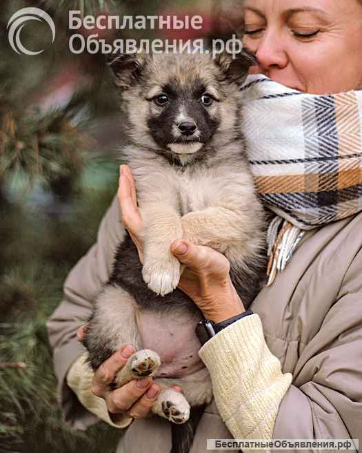 Бесподобные пушистики, ласковые крошки-щенки в добрые руки