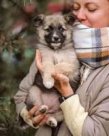 Бесподобные пушистики, ласковые крошки-щенки в добрые руки