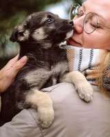 Бесподобные пушистики, ласковые крошки-щенки в добрые руки