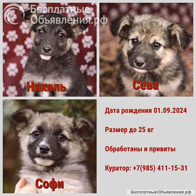 Бесподобные пушистики, ласковые крошки-щенки в добрые руки