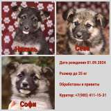 Бесподобные пушистики, ласковые крошки-щенки в добрые руки