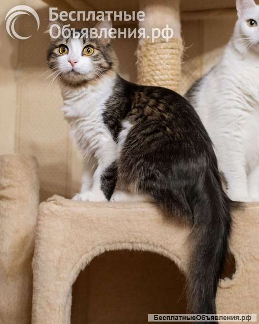 Варежка ищет любящую семью